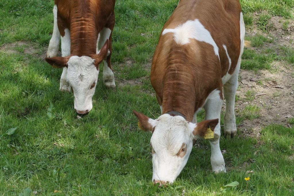 Ferienwohnungen Lichtenegger Kamp Exteriör bild